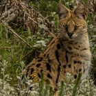 SERVAL WILDKATZE