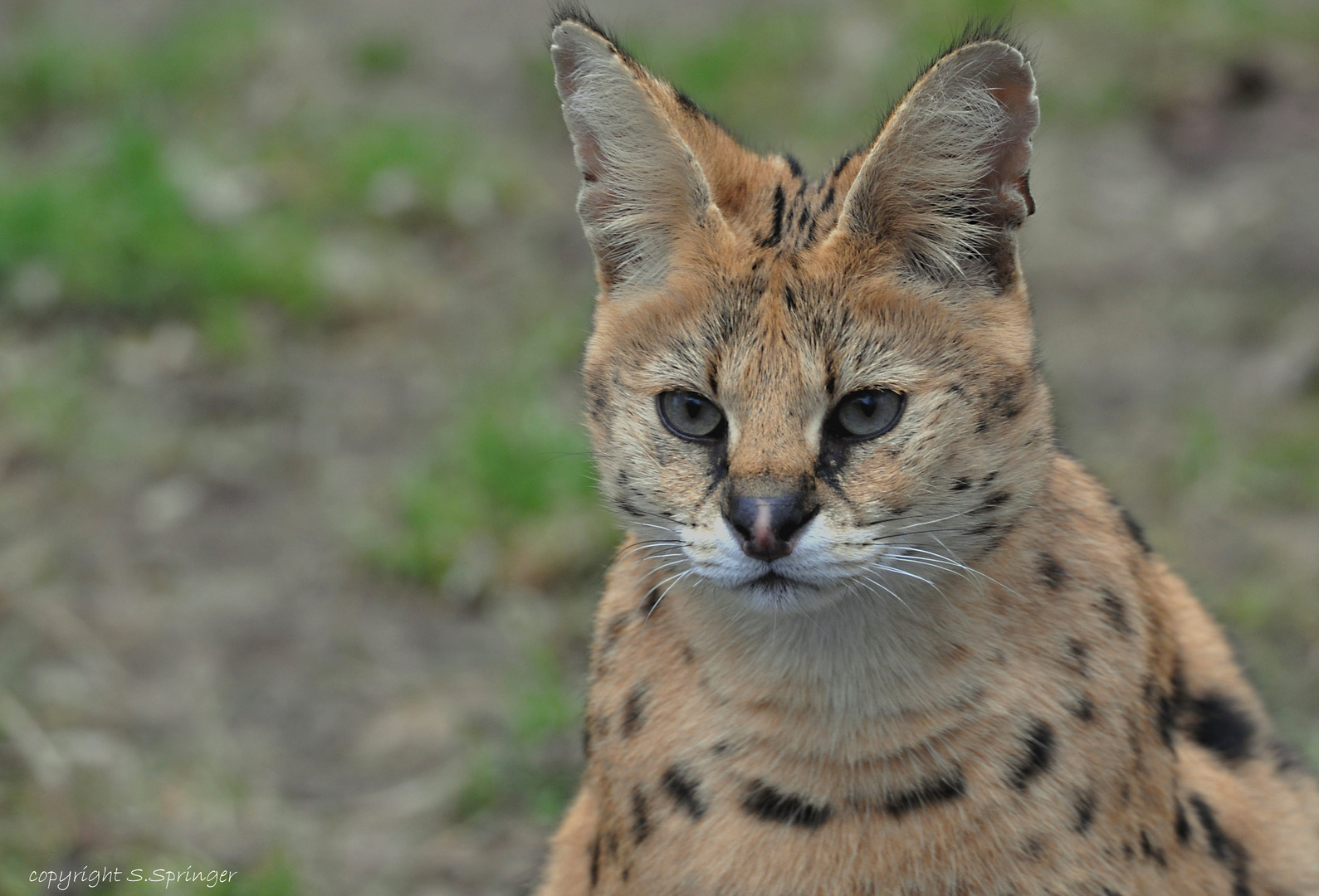 Serval (Wildkatze Afrikas)