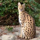 Serval - Zoo Osnabrück