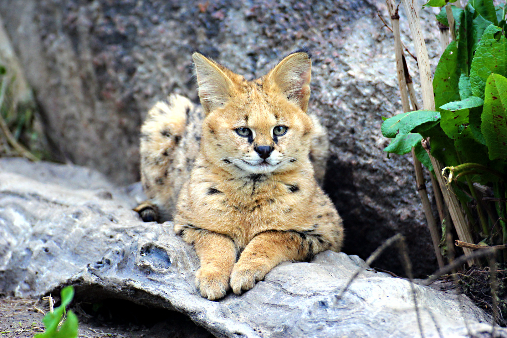 Serval zoo osnabrück