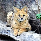 Serval zoo osnabrück