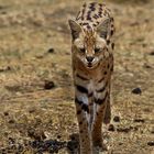 Serval,Tanzania