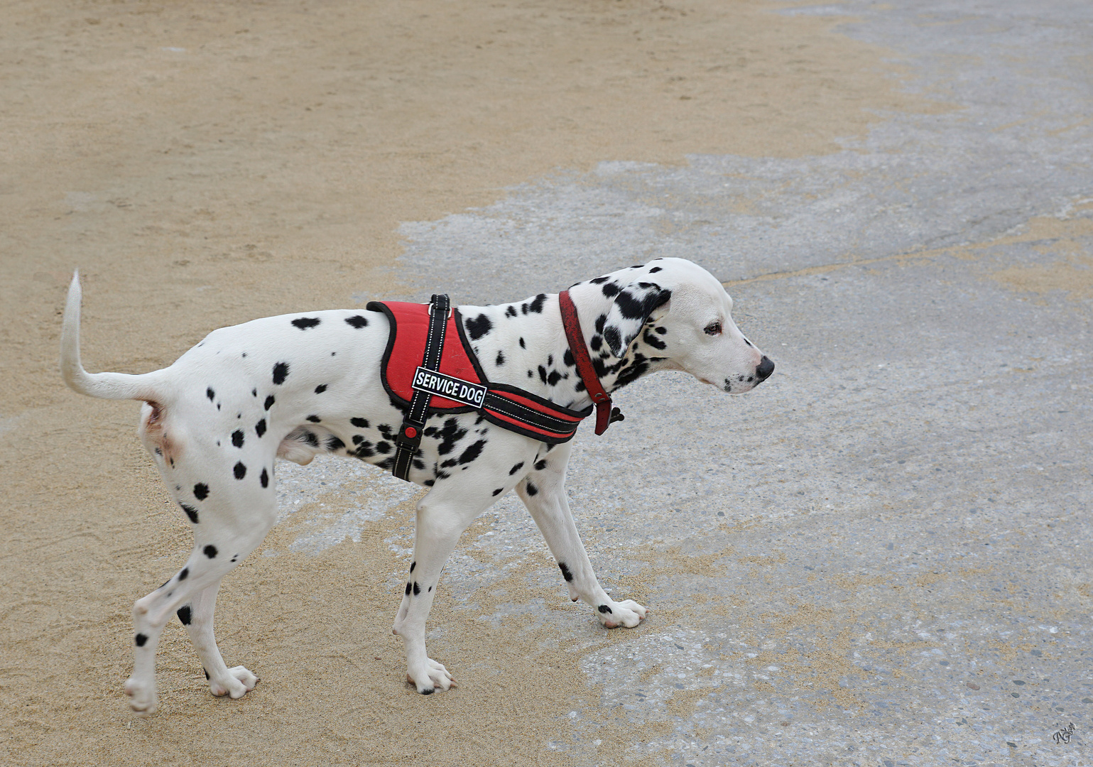 Service Dog .....