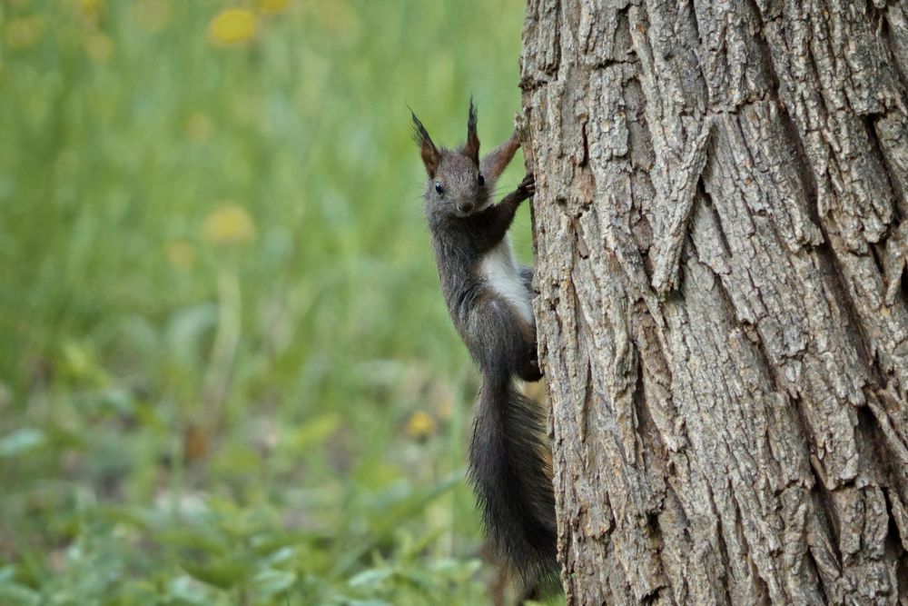 Servus ! Foto & Bild tiere, wildlife, säugetiere Bilder auf