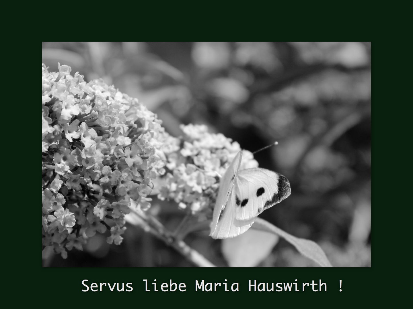 Servus Maria Hauswirth