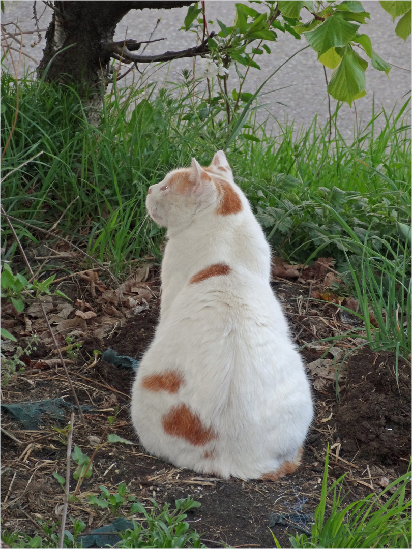 Servus Snoopy, wilder Kater ...