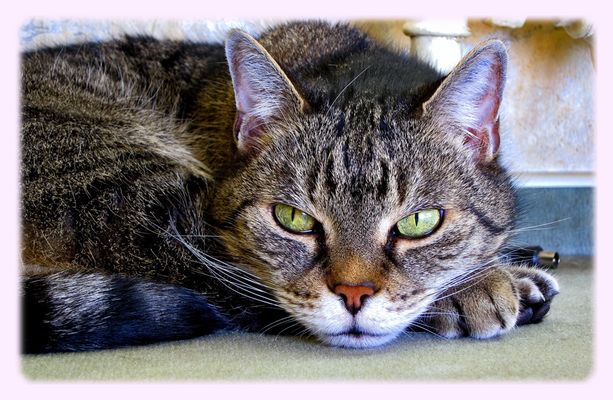 Servus Timi ... machs gut im Regenbogenland
