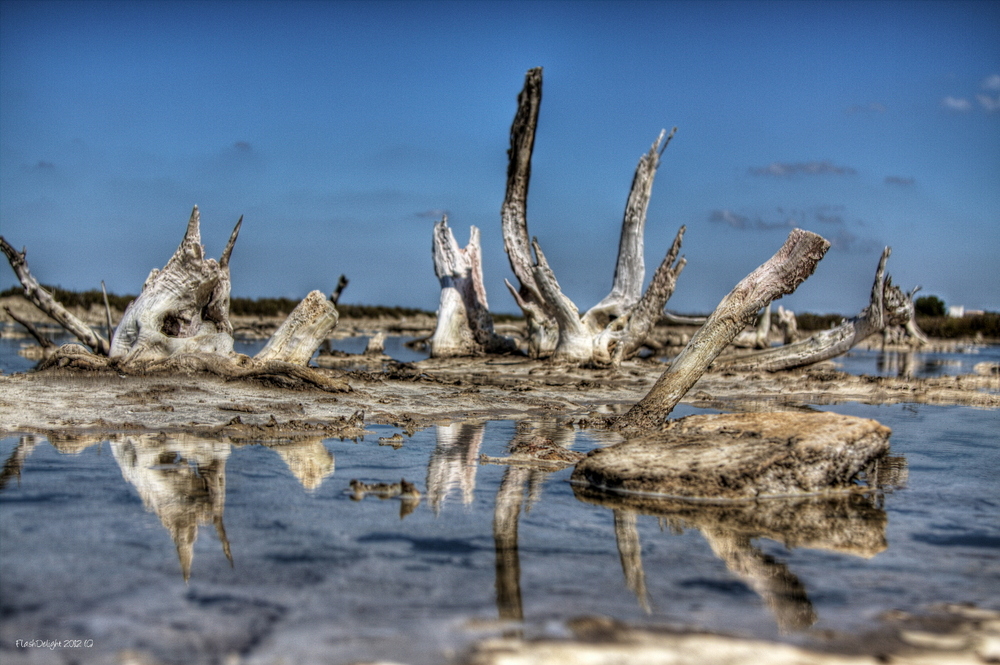 Ses Salines