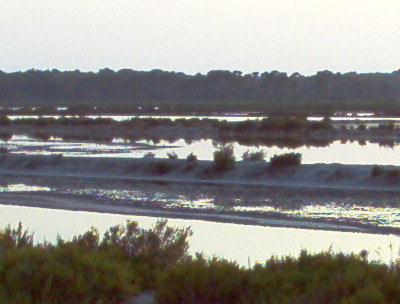 ses salines (campos)