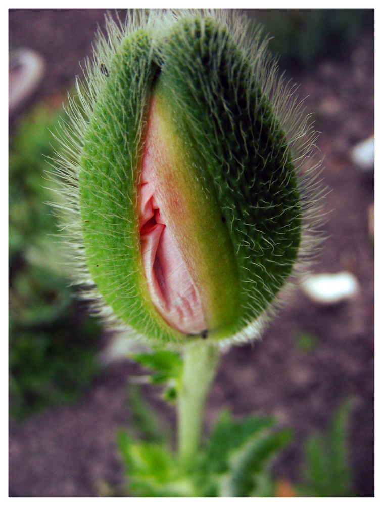 Sesam (Mohn ) öffne dich x)