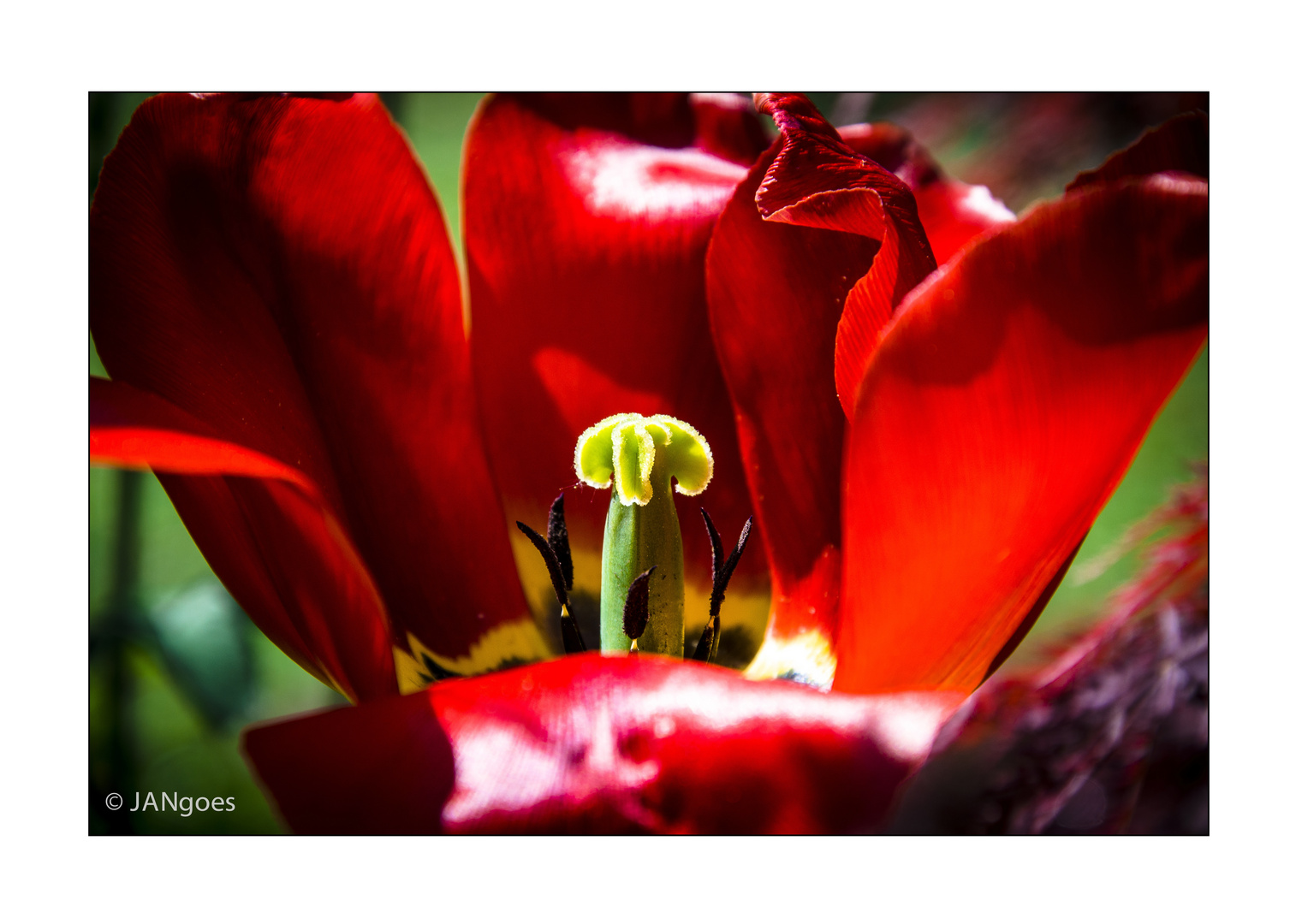 Sesam öffne dich - Tulpe I