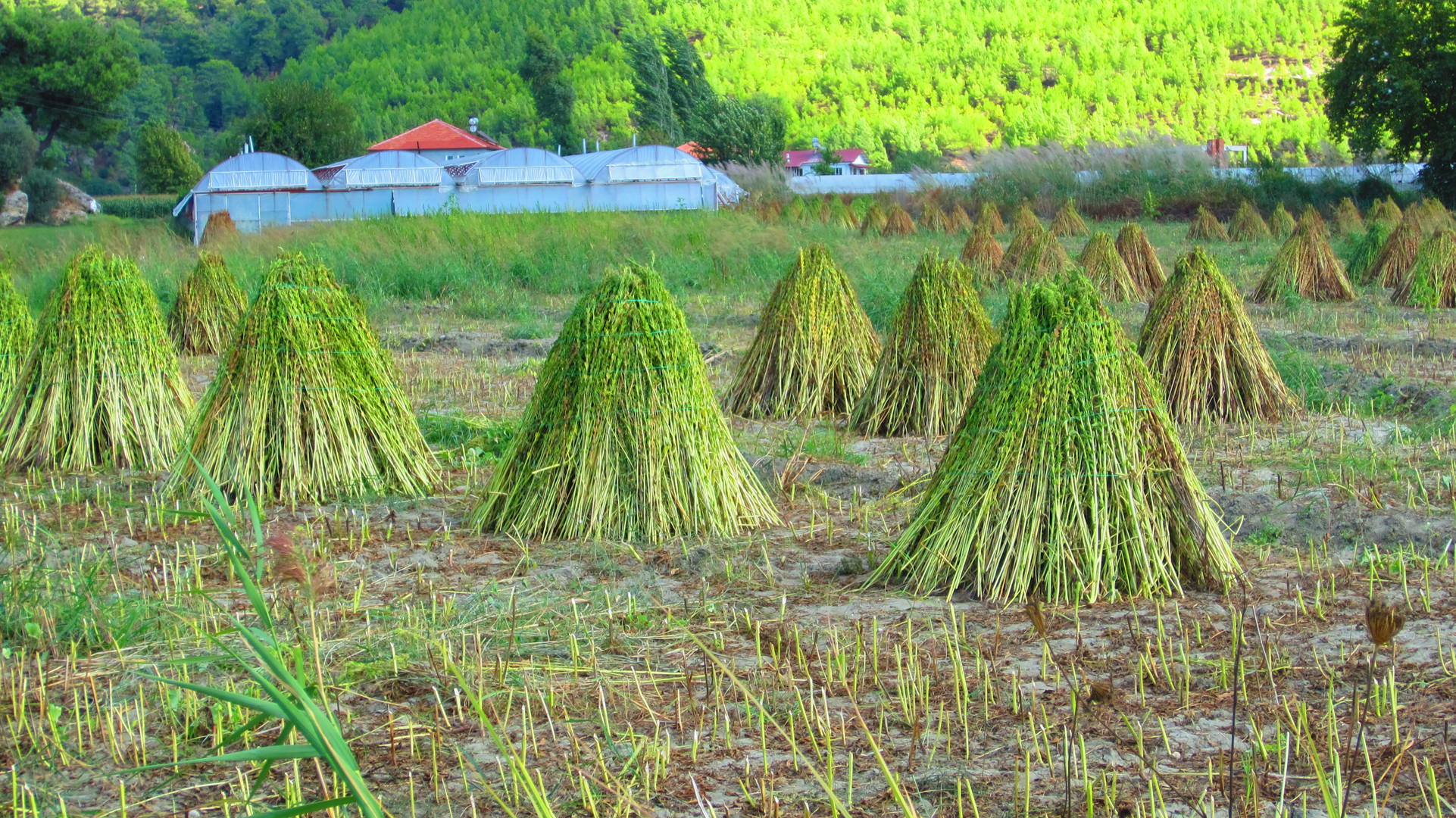 Sesamernte am Xanthos-Fluss, Türkei