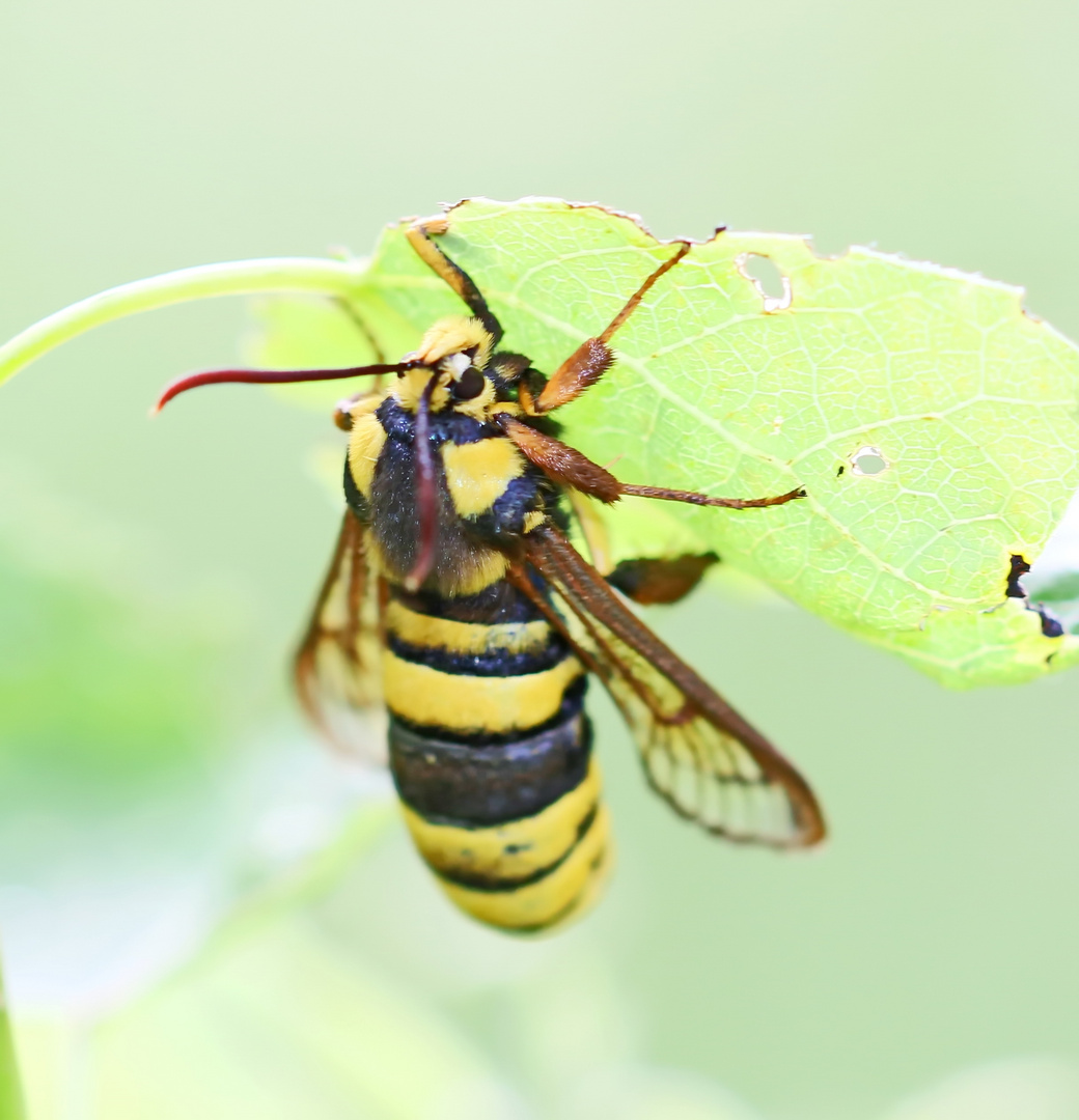 Sesia apiformis