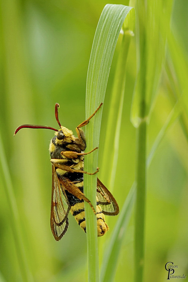 Sesia apiformis - Hornissen-Glasflügler