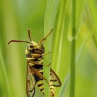 Sesia apiformis - Hornissen-Glasflügler