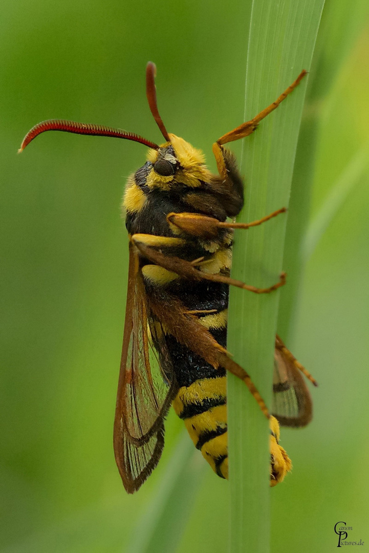 Sesia apiformis - Hornissen-Glasflügler Teil II