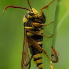 Sesia apiformis - Hornissen-Glasflügler Teil II