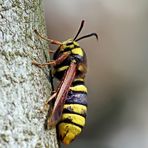 Sesia apiformis,Hornissen-Glasflügler-Weibchen