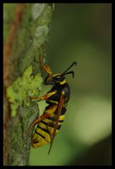 Sésie-frelon.