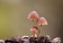 Seta de las Piñas. (Mycena Seynii). de Antonio Real. Area Natura 