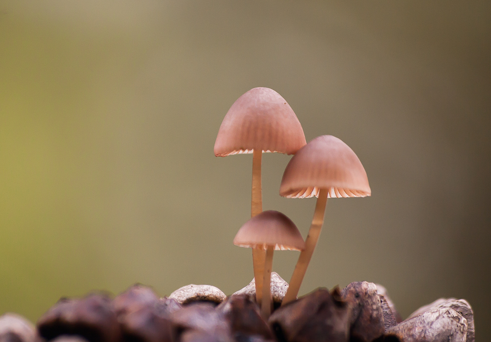 Seta de las Piñas. (Mycena Seynii). de Antonio Real. Area Natura 