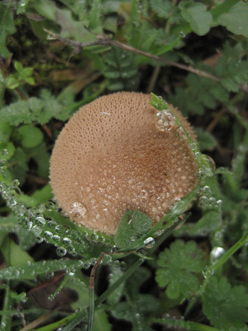 SETA Y GOTAS DE ROCIO