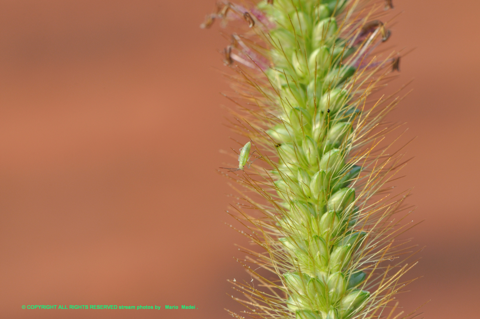 Setaria con insetto