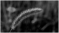 Seteria faberi B&W