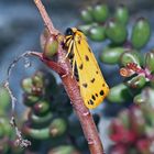 Setina aurita: (Gelber Alpen-Flechtenbär) oder Setina irrorella (Trockenrasen-Flechtenbär)