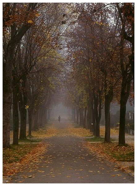 Setlsam im Nebel zu wandern