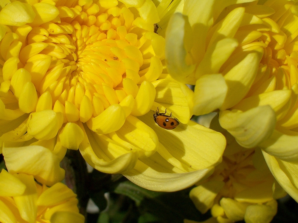 Sette punti in mezzo al giallo