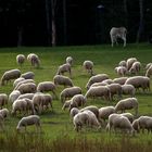 Settembre, andiamo é tempo di migrare...