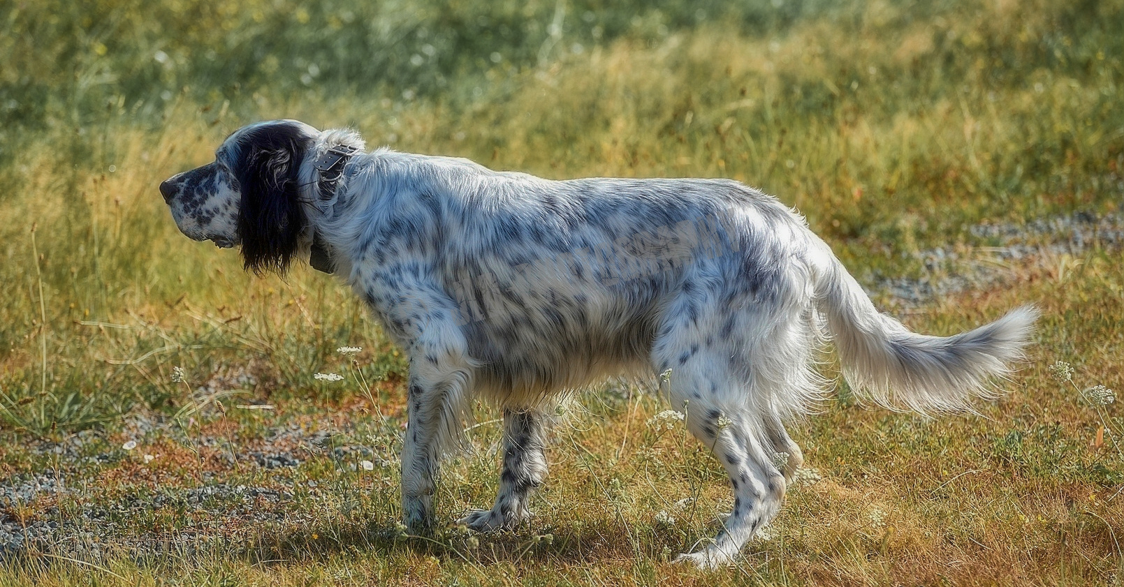 Setter Blue Belton arrêt