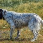 Setter Blue Belton arrêt