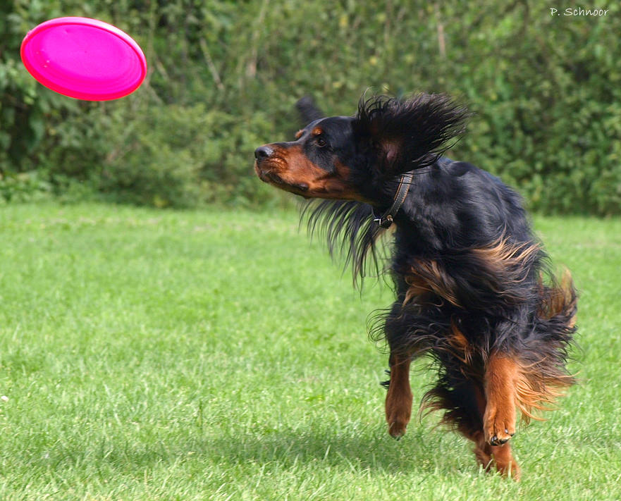 Setter Frisbee