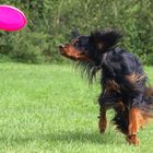 Setter Frisbee