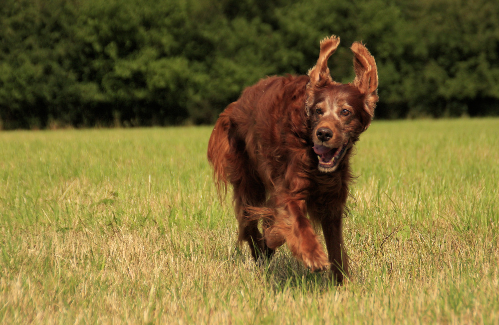 *Setter-Grüße*