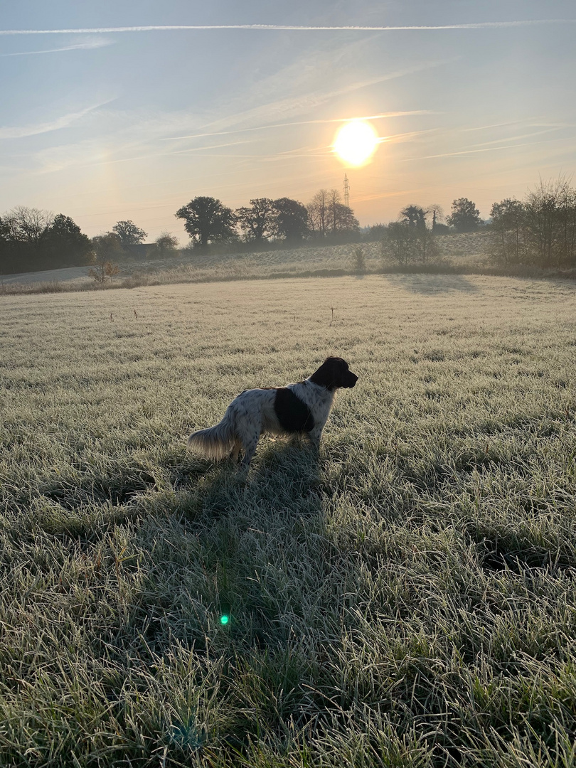 Setter im Sonnenuntergang 