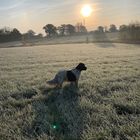 Setter im Sonnenuntergang 