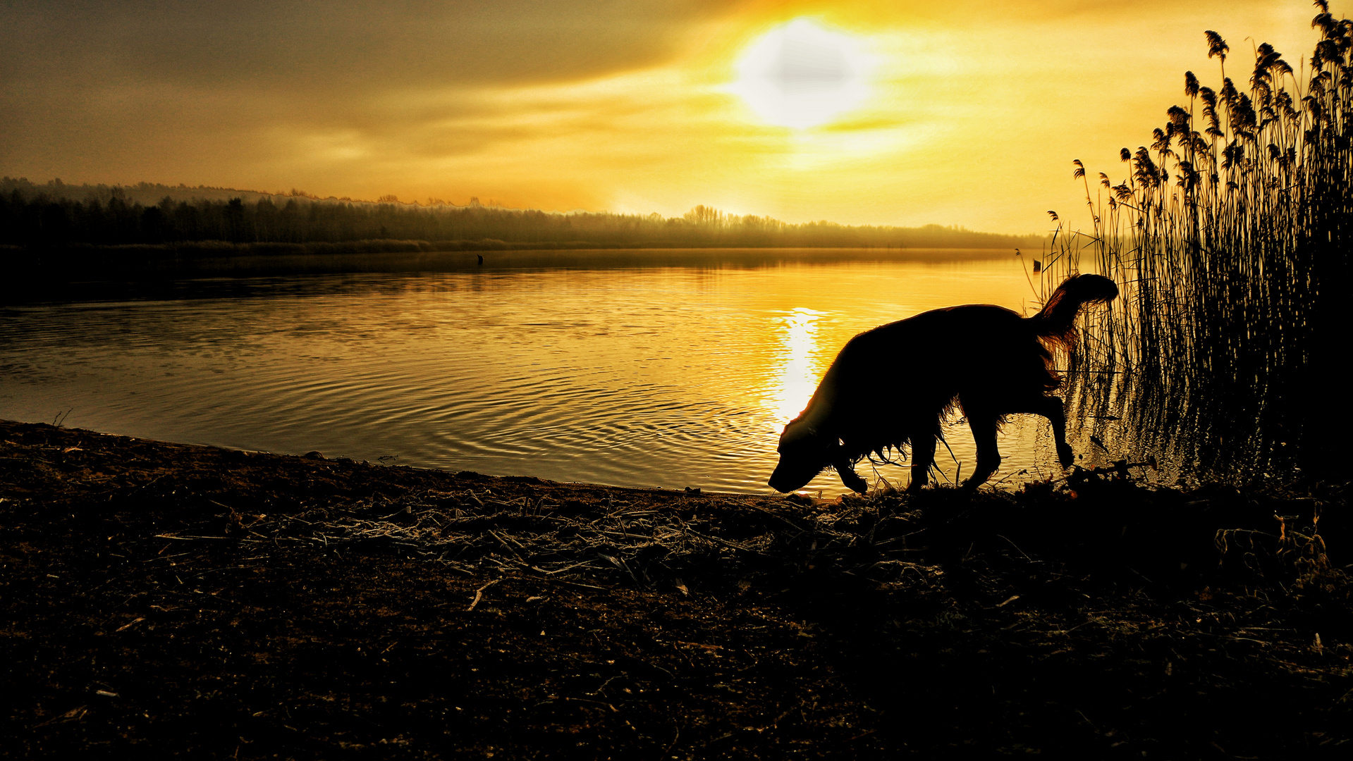 Setter in der Sonne ...