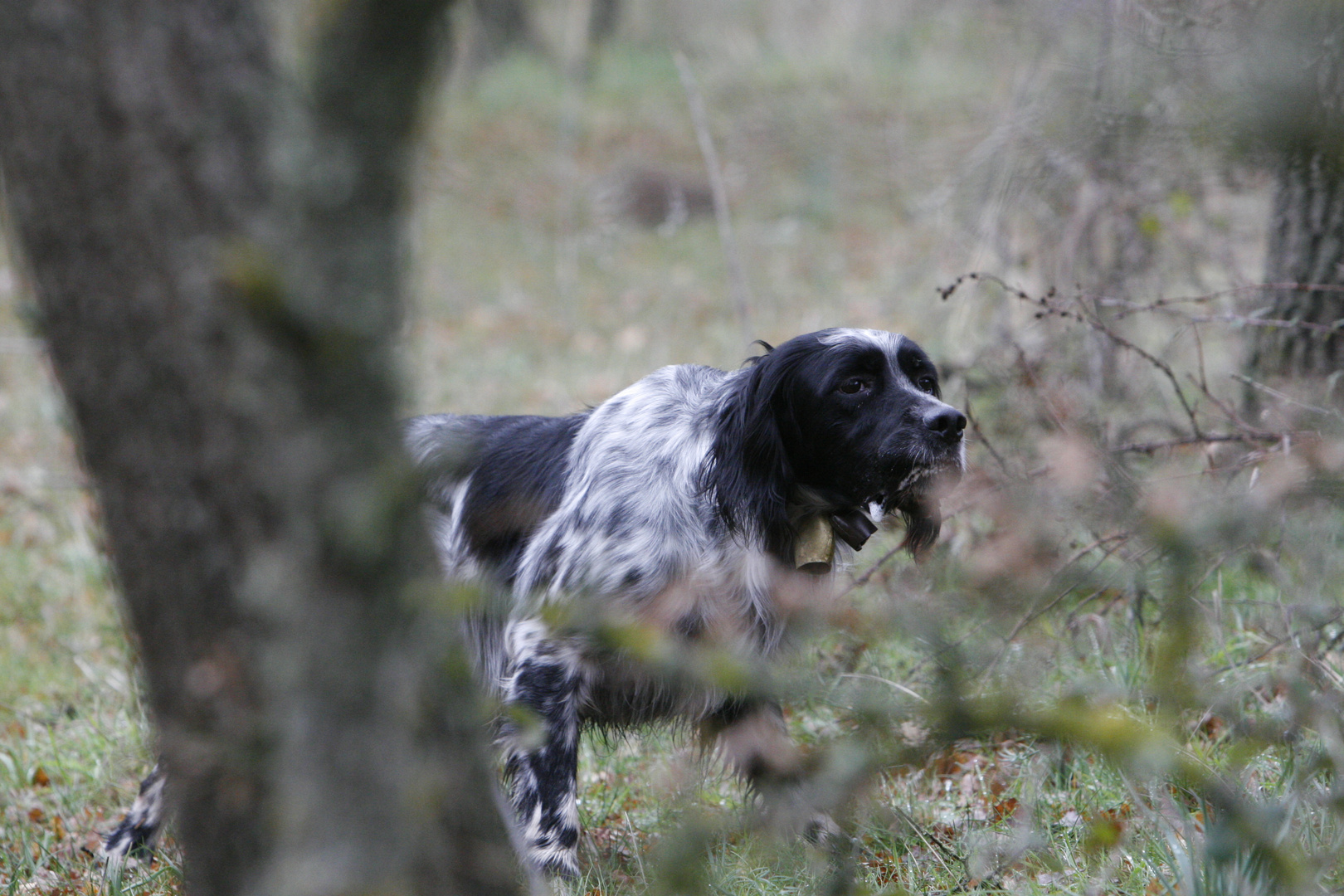 Setter in ferma su beccaccia