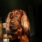 Setter Leni aus München