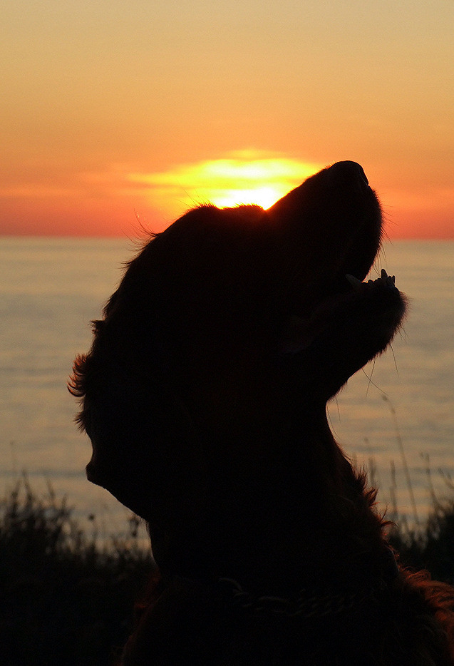 Setter-Leuchten