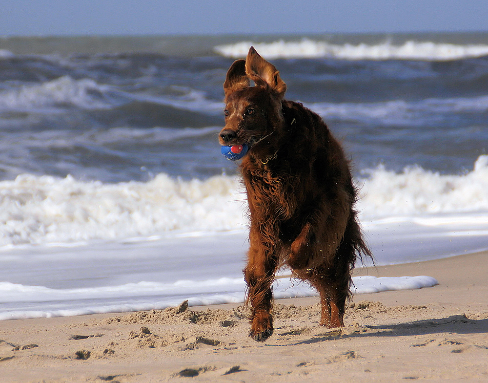 Setter, Sonne, Strand und Me(h)er....