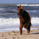 Setter, Sonne, Strand und Me(h)er....