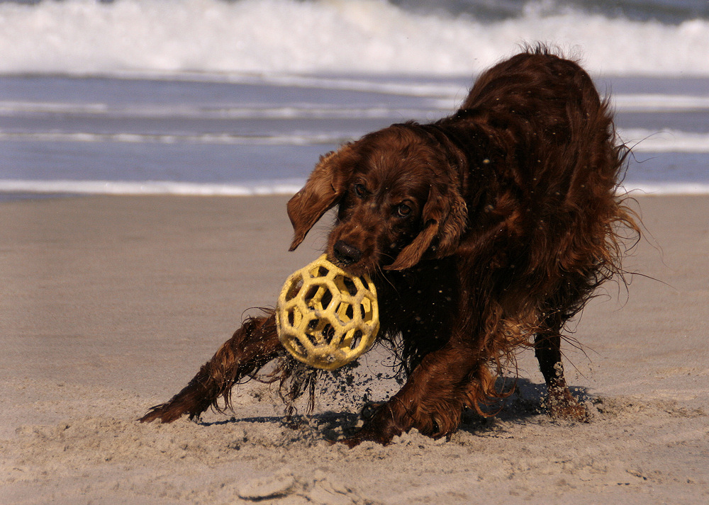 Setter-Spass am Strand