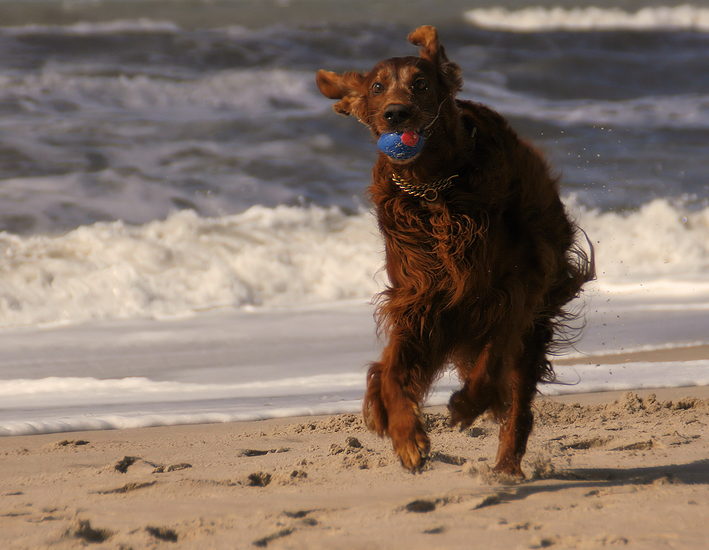 Setter-Spass am Strand II