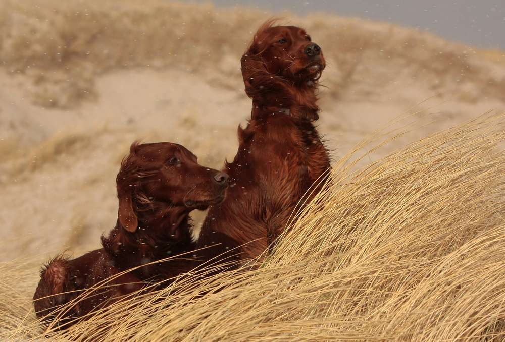 *Setter * Strand * Sturm und Schnee*