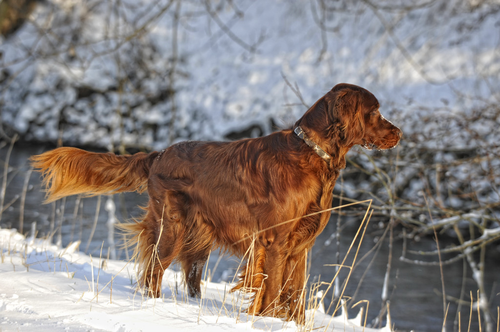 Setter Winter 2