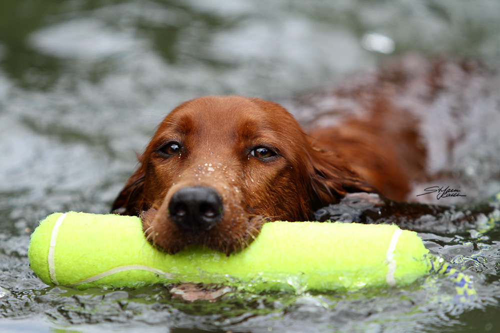 Setterhündin beim Wasserapport